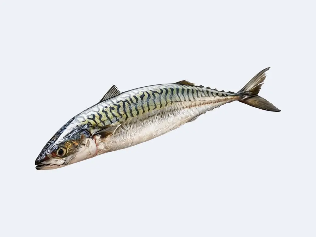 Mackerel