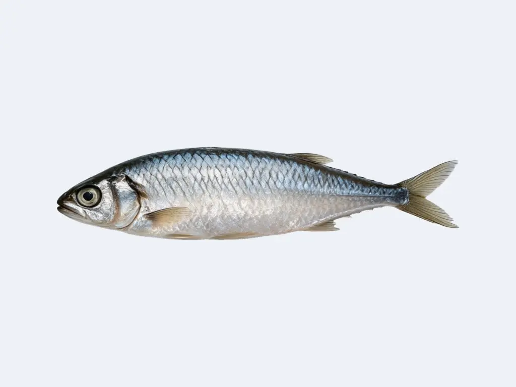 Sardines