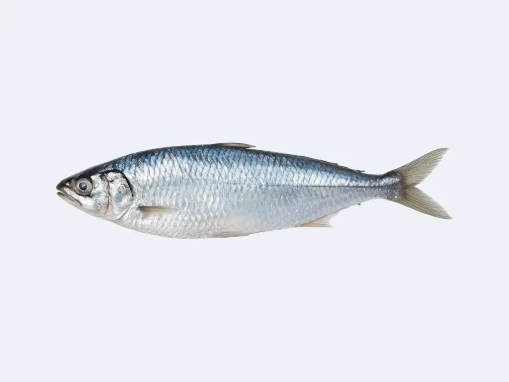 Herring